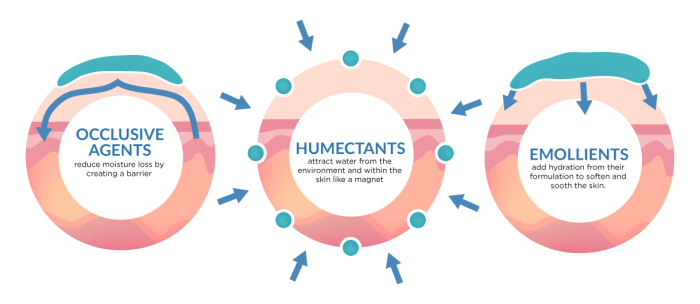 Occlusive_humectant_emollient